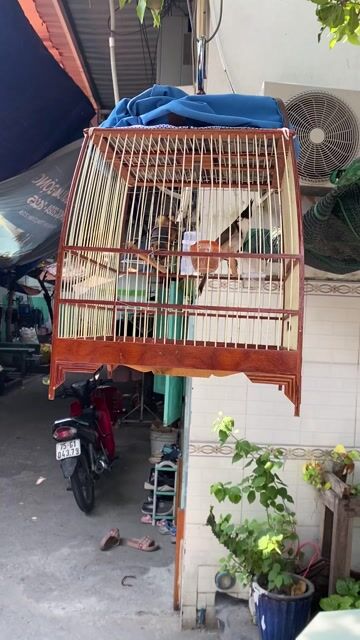 giá thanh lí. Mua bán Chim tại Thành phố Thủ Dầu Một Bình Dương được đăng bởi nguyễn văn thương hình 1