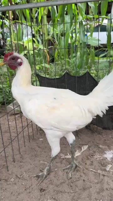 Gà Peru Trắng. Mua bán Gà tại Quận Bình Thuỷ Cần Thơ được đăng bởi Lâm Lâm hình 1