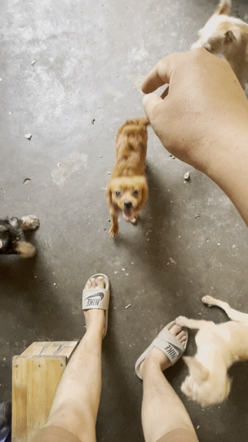 Chó Poodle Nâu vàng Thân thiện Đã tiêm phòng. Mua bán Chó tại Quận Bắc Từ Liêm Hà Nội được đăng bởi sơn rabbit hình 1