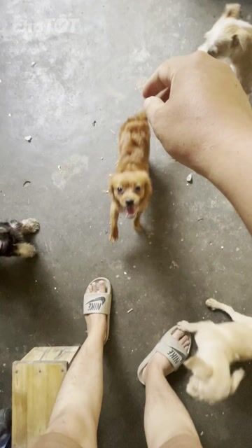 Chó Poodle Nâu vàng Thân thiện Đã tiêm phòng. Mua bán Chó tại Quận Bắc Từ Liêm Hà Nội được đăng bởi sơn rabbit hình 1