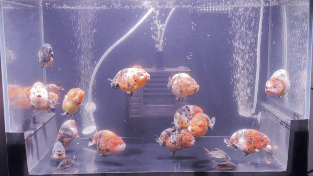 Cá cảnh Ranchu 3.5-4.5 ngón Đa sắc. Mua bán Thú cưng khác tại Quận Nam Từ Liêm Hà Nội được đăng bởi Vang hình 1