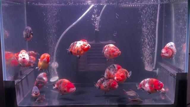 Cá cảnh Ranchu 3.5-4.5 ngón Đa sắc. Mua bán Thú cưng khác tại Quận Nam Từ Liêm Hà Nội được đăng bởi Vang hình 1