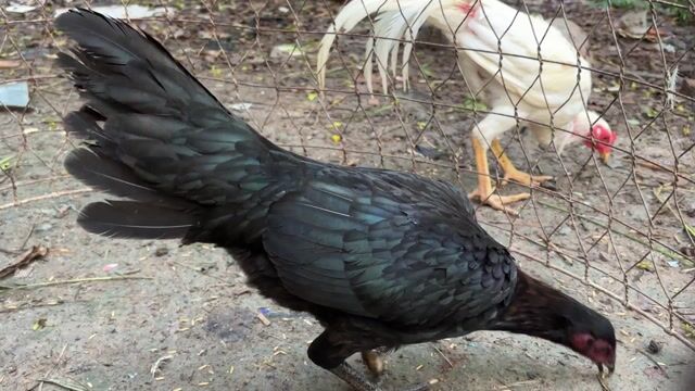 Gà Peru Mỹ mái 2kg. Mua bán Gà tại Huyện Châu Thành Long An được đăng bởi bé ba hình 1