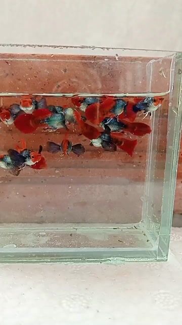 Cá cảnh Dumbo Koi Short Sóc Trăng 2 tháng. Mua bán Thú cưng khác tại Thành phố Sóc Trăng Sóc Trăng được đăng bởi Vũ hình 1
