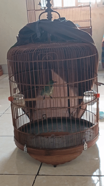 Thanh tước chuyền. Mua bán Chim tại Quận 12 Tp Hồ Chí Minh được đăng bởi Minh Toàn hình 1
