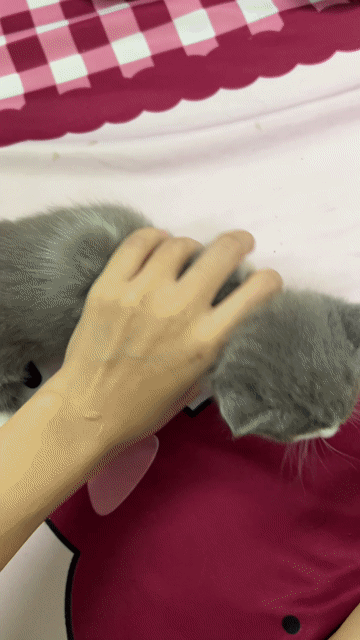 Mèo Lùn Bicolor GT Cái Trắng Xám. Mua bán Mèo tại Quận 11 Tp Hồ Chí Minh được đăng bởi Ngọc Ngọc Meow hình 1