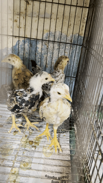 Gà tre nhiều màu. Mua bán Gà tại Quận 6 Tp Hồ Chí Minh được đăng bởi Dan choi ga kieng hình 1