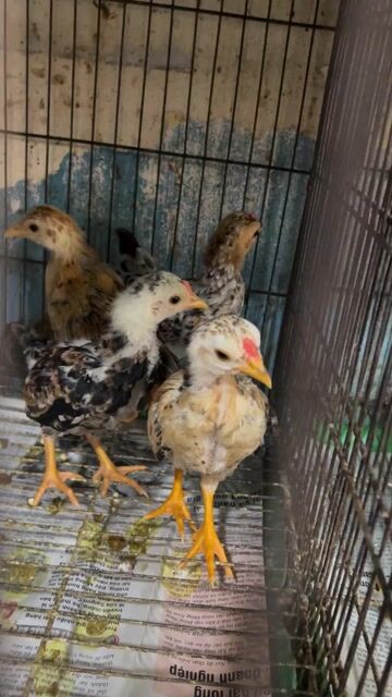 Gà tre nhiều màu. Mua bán Gà tại Quận 6 Tp Hồ Chí Minh được đăng bởi Dan choi ga kieng hình 1