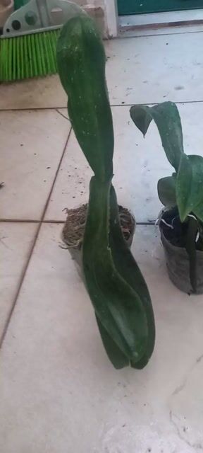 Lan Hồ Điệp Xanh Lá 3 Chậu. Mua bán Cây cảnh, đồ trang trí tại Quận 7 Tp Hồ Chí Minh được đăng bởi hoang phuc hình 1
