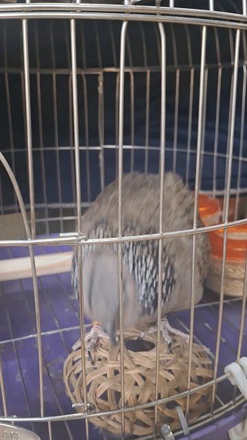Chim Bồ câu Xám. Mua bán Chim tại Thành phố Thủ Đức Tp Hồ Chí Minh được đăng bởi Nguyễn Văn Út hình 1