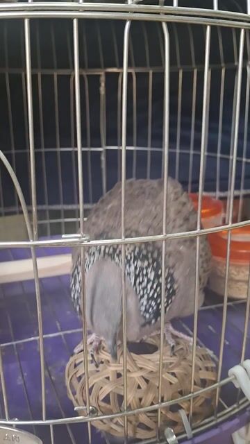 Chim Bồ câu Xám. Mua bán Chim tại Thành phố Thủ Đức Tp Hồ Chí Minh được đăng bởi Nguyễn Văn Út hình 1