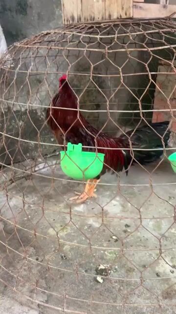 Gà trống Vàng Đực 2.6kg Gà zin chưa đá. Mua bán Gà tại Huyện Hóc Môn Tp Hồ Chí Minh được đăng bởi tài trần  hình 1