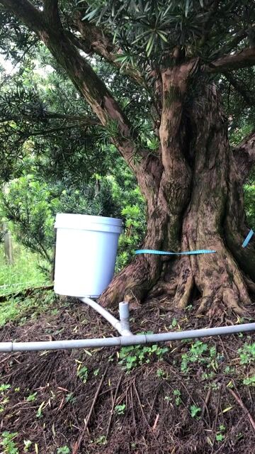 Cây cảnh Tùng la hán hoành 1.5m-1.8m 6 cây. Mua bán Cây cảnh, đồ trang trí tại Huyện Cai Lậy Tiền Giang được đăng bởi Le Thoi hình 1