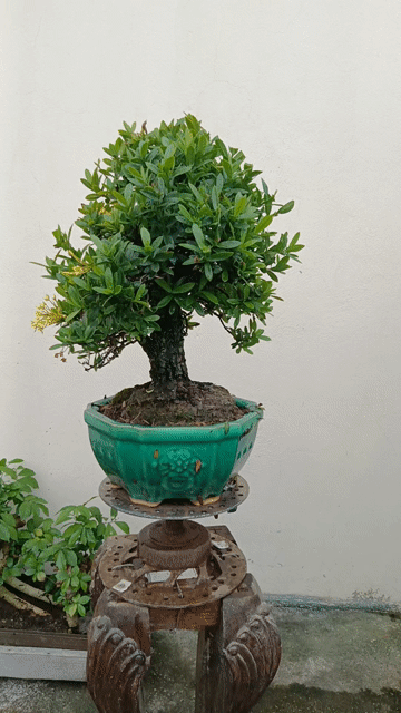 Cây cảnh Trang vàng 40cm Vàng. Mua bán Cây cảnh, đồ trang trí tại Huyện Quốc Oai Hà Nội được đăng bởi Nguyễn Tiến Anh hình 1