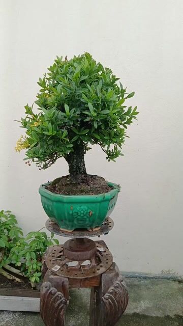 Cây cảnh Trang vàng 40cm Vàng. Mua bán Cây cảnh, đồ trang trí tại Huyện Quốc Oai Hà Nội được đăng bởi Nguyễn Tiến Anh hình 1