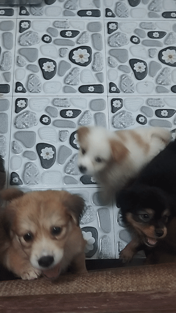 Chó Phú Quốc F1 con nhiều màu cả hai. Mua bán Chó tại Huyện Quỳnh Phụ Thái Bình được đăng bởi hoaiaudi hình 1
