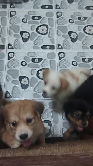 Chó Phú Quốc F1 con nhiều màu cả hai. Mua bán Chó tại Huyện Quỳnh Phụ Thái Bình được đăng bởi hoaiaudi hình 1