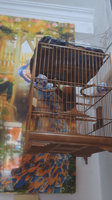 Chim chào mào 3 năm. Mua bán Chim tại Quận Nam Từ Liêm Hà Nội được đăng bởi đam mê hội tụ hình 1