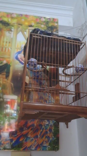 Chim chào mào 3 năm. Mua bán Chim tại Quận Nam Từ Liêm Hà Nội được đăng bởi đam mê hội tụ hình 1