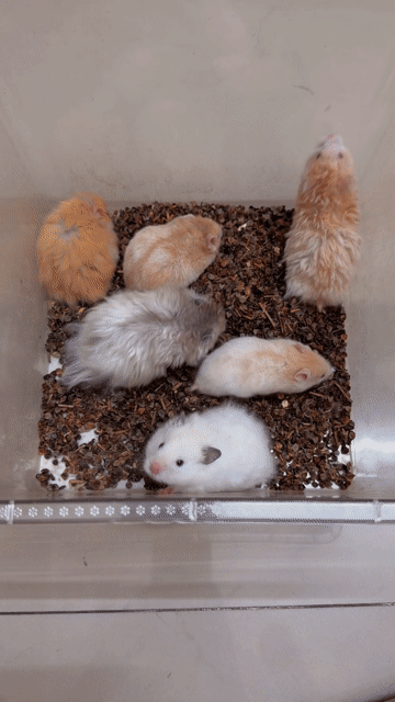 Q11-Hamster bear tạng to thuần Trung F2 4-8 tuần. Mua bán Thú cưng khác tại Quận 11 Tp Hồ Chí Minh được đăng bởi Nguyễn Lâm hình 1