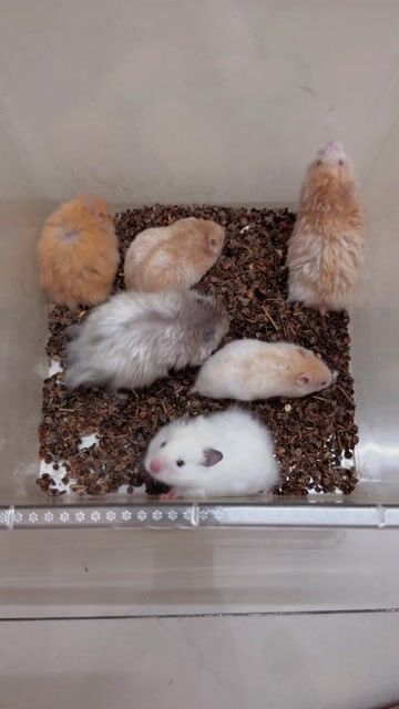 Q11-Hamster bear tạng to thuần Trung F2 4-8 tuần. Mua bán Thú cưng khác tại Quận 11 Tp Hồ Chí Minh được đăng bởi Nguyễn Lâm hình 1