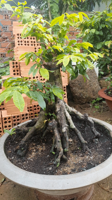 Mai ghép Siêu bông Bình Lợi Bonsai 35cm Rất già. Mua bán Cây cảnh, đồ trang trí tại Thành phố Thủ Đức Tp Hồ Chí Minh được đăng bởi vinhcaycanh hình 1