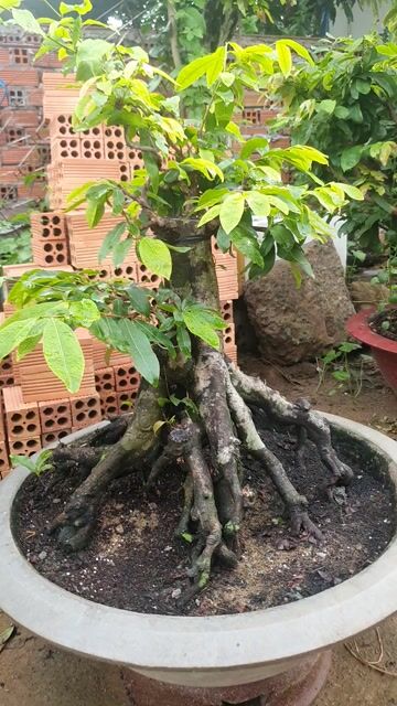 Mai ghép Siêu bông Bình Lợi Bonsai 35cm Rất già. Mua bán Cây cảnh, đồ trang trí tại Thành phố Thủ Đức Tp Hồ Chí Minh được đăng bởi vinhcaycanh hình 1