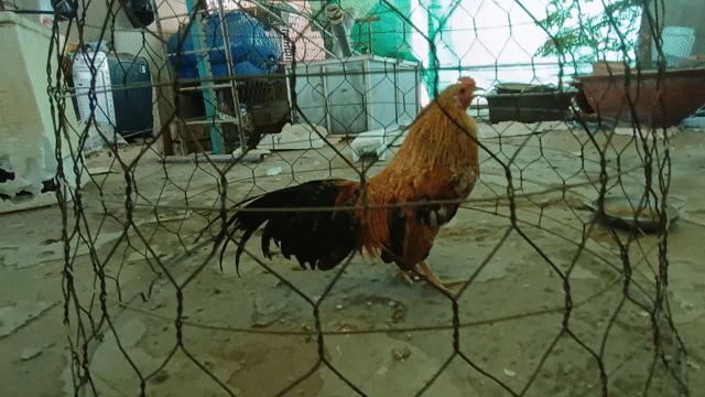 Gà trống Nâu, đen, đỏ Đực. Mua bán Gà tại Thành phố Long Xuyên An Giang được đăng bởi Tài hình 1