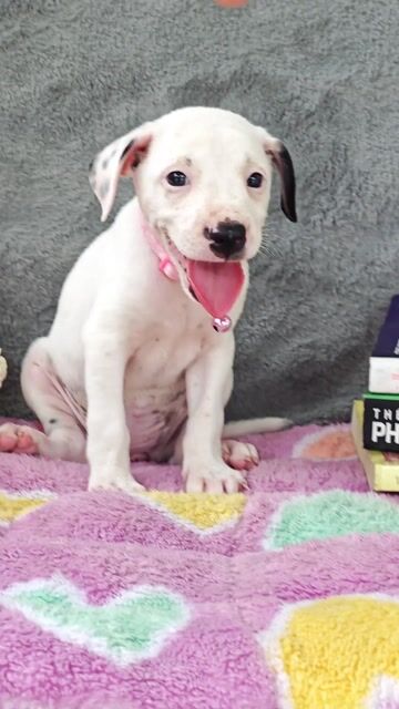 Gái Nhật F lanh lợi chào sen cute🫰🫰. Mua bán Chó tại Huyện Hóc Môn Tp Hồ Chí Minh được đăng bởi Smile Pet hình 1