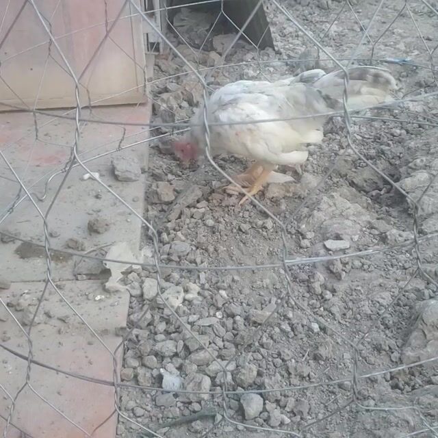 Gà tre  bắc trống 5 tháng. Mua bán Gà tại Huyện Tân Hiệp Kiên Giang được đăng bởi Ha DANG hình 1