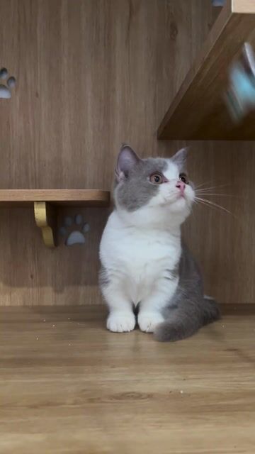 Mèo bi lilac và xám xanh chân lùn 3 tháng tuổi. Mua bán Mèo tại Quận Hai Bà Trưng Hà Nội được đăng bởi Family Pet Shop hình 1