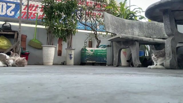 Mèo Anh lông ngắn, 3 tháng tuổi. Mua bán Mèo tại Quận Gò Vấp Tp Hồ Chí Minh được đăng bởi Hồngg Phúcc hình 1