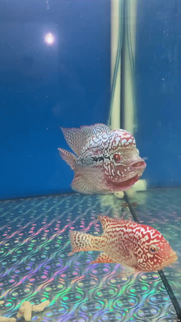 Cá La Hán Châu Full đầu U to. Mua bán Thú cưng khác tại Quận 11 Tp Hồ Chí Minh được đăng bởi dragon Fancy Stalins moscovar hình 1