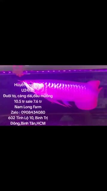 Huyết Indo,đầu muỗngsiêu đuôi càng 25cm ko tật lỗi. Mua bán Thú cưng khác tại Quận Bình Tân Tp Hồ Chí Minh được đăng bởi cacanhnamlong hình 1