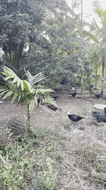 Mua bán Đất Huyện Núi Thành Quảng Nam diện tích 480 m² giá 3,3 tỷ