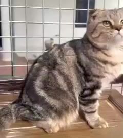 Mèo Tai cụp sọc dưa 9 tháng đã tiêm. Mua bán Mèo tại Quận Thanh Xuân Hà Nội được đăng bởi Ha hình 1