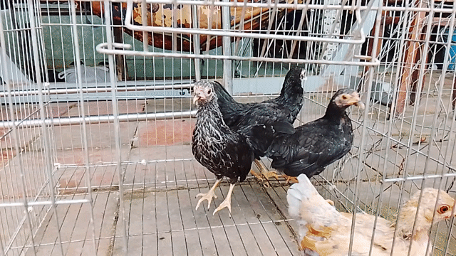 Gà tre Bắc mái con. Mua bán Gà tại Quận Ô Môn Cần Thơ được đăng bởi Gà Tre hình 1