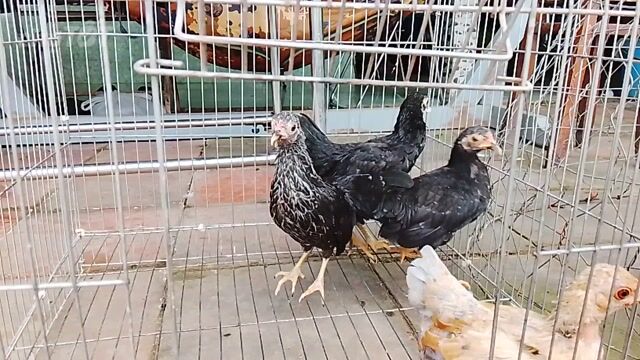 Gà tre Bắc mái con. Mua bán Gà tại Quận Ô Môn Cần Thơ được đăng bởi Gà Tre hình 1