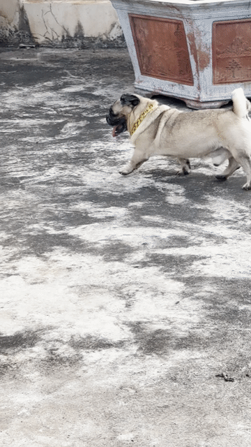 Chó Pug đực. Mua bán Chó tại Huyện Xuyên Mộc Bà Rịa - Vũng Tàu được đăng bởi Nguyễn Văn Thanh hình 1