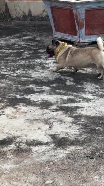 Chó Pug đực. Mua bán Chó tại Huyện Xuyên Mộc Bà Rịa - Vũng Tàu được đăng bởi Nguyễn Văn Thanh hình 1