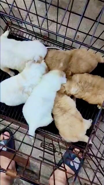 poodle tini, fox sóc mini. Mua bán Chó tại Quận Hoàng Mai Hà Nội được đăng bởi ben hình 1