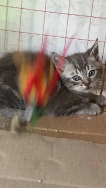 Mèo Anh lông ngắn bé đực hơn 2th. Mua bán Mèo tại Quận 10 Tp Hồ Chí Minh được đăng bởi ốc meo meo hình 1