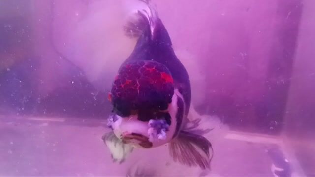 Cá vàng Oranda đen đuôi lan lụa 5 ngón hơn. Mua bán Thú cưng khác tại Quận 11 Tp Hồ Chí Minh được đăng bởi Lương Xuân Việt hình 1