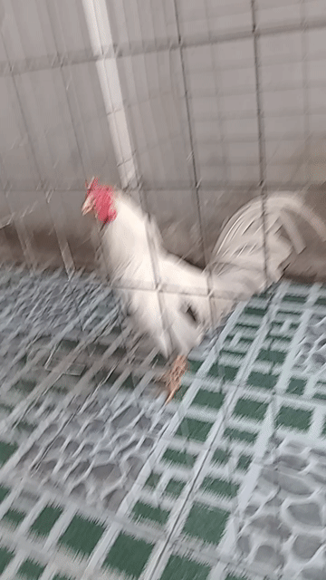 Gà trống Trắng khỏe mạnh đực. Mua bán Gà tại Quận 7 Tp Hồ Chí Minh được đăng bởi Bảo Gồm hình 1