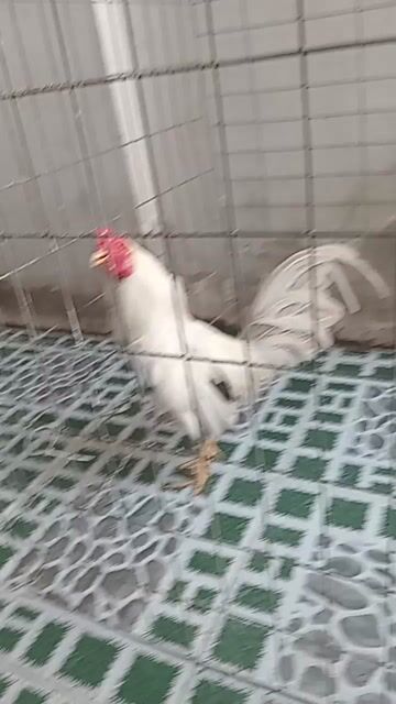 Gà trống Trắng khỏe mạnh đực. Mua bán Gà tại Quận 7 Tp Hồ Chí Minh được đăng bởi Bảo Gồm hình 1