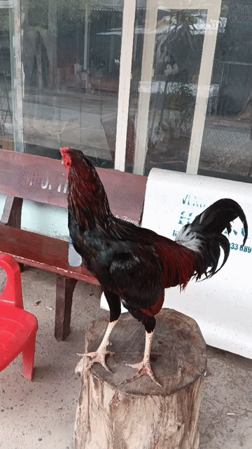 đều 3ki1 . Mua bán Gà tại Huyện Mỏ Cày Bắc Bến Tre được đăng bởi cảnh hù hình 1