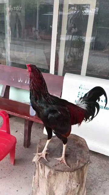 đều 3ki1 . Mua bán Gà tại Huyện Mỏ Cày Bắc Bến Tre được đăng bởi cảnh hù hình 1