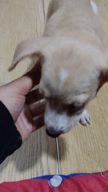 Chó Phốc lai cỏ Cái Vàng kem. Mua bán Chó tại Quận Bình Tân Tp Hồ Chí Minh được đăng bởi Tuyet Nguyen hình 1