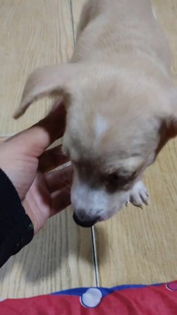 Chó Phốc lai cỏ Cái Vàng kem. Mua bán Chó tại Quận Bình Tân Tp Hồ Chí Minh được đăng bởi Tuyet Nguyen hình 1