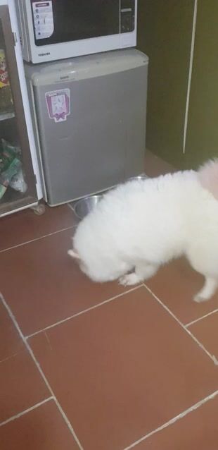 Phốc sốc cái. Mua bán Chó tại Huyện Bình Chánh Tp Hồ Chí Minh được đăng bởi Bình hình 1